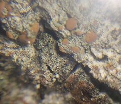 Bacidia rubella