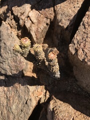 Tylecodon rubrovenosus