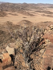 Pelargonium spinosum