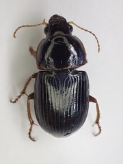 Amara insignis
