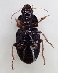 Amara insignis