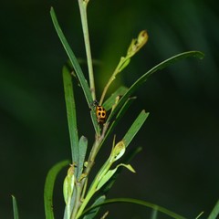 Peltoschema basicolle