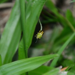 Calomela juncta