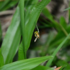 Calomela juncta