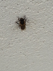 Apis mellifera