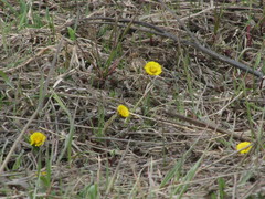 Tussilago farfara