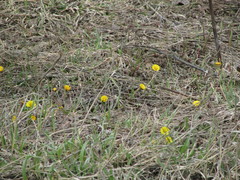 Tussilago farfara