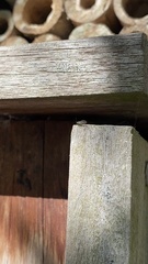 Pseudomallada prasinus