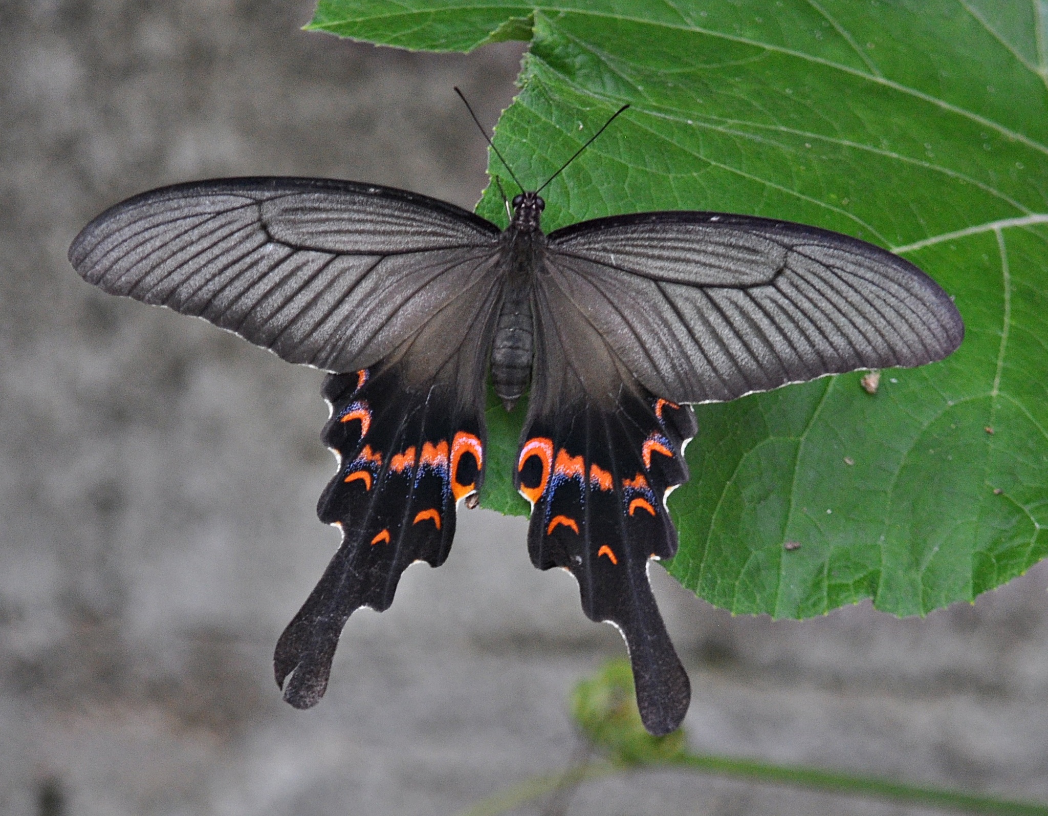 긴꼬리제비나비 (Papilio macilentus) · iNaturalist