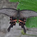 Long-tail Spangle Swallowtail - Photo (c) Jake David MacLennan, some rights reserved (CC BY-NC), uploaded by Jake David MacLennan