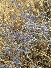 Eryngium creticum