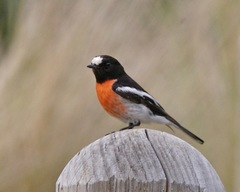 Pacific Robin photo 5