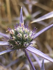 Eryngium creticum