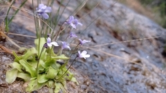 Pinguicula dertosensis