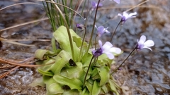 Pinguicula dertosensis