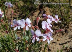 Pelargonium ovale