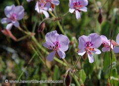 Pelargonium ovale
