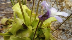 Pinguicula dertosensis