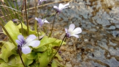 Pinguicula dertosensis