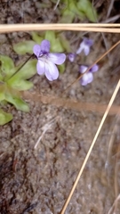 Pinguicula dertosensis
