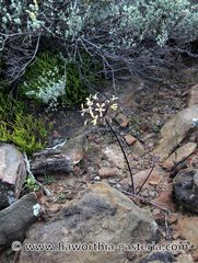 Pelargonium moniliforme