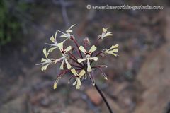 Pelargonium moniliforme