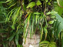 Haplopteris ensiformis