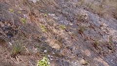 Pinguicula dertosensis