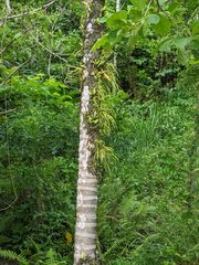 Haplopteris ensiformis