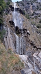 Pinguicula dertosensis