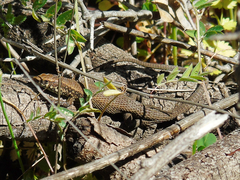 Algyroides moreoticus