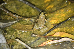 Crinia parinsignifera
