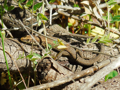 Algyroides moreoticus