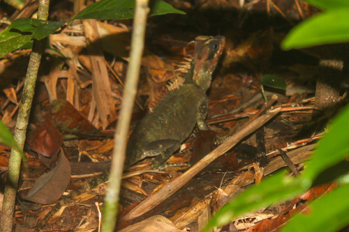 Cardamom Mountain Horned Agamid, Acanthosaura cardamomensis