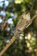 Acanthosaura cardamomensis