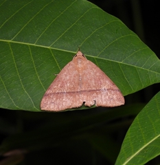 Ugia serrilinea