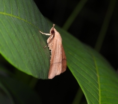Ugia serrilinea