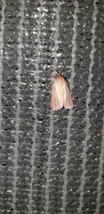 Heliothis roseivena