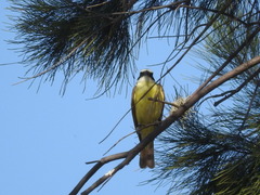 Pitangus sulphuratus