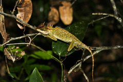 Acanthosaura cardamomensis