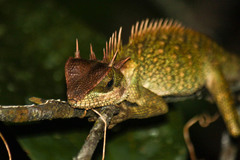 Acanthosaura cardamomensis