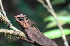 Acanthosaura cardamomensis