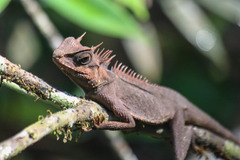 Acanthosaura cardamomensis