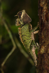 Acanthosaura cardamomensis