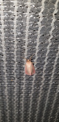 Heliothis roseivena