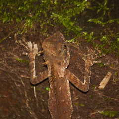 Acanthosaura cardamomensis