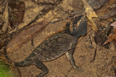 Acanthosaura cardamomensis