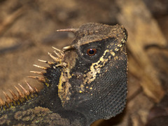 Acanthosaura cardamomensis