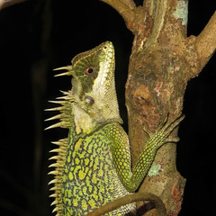 Acanthosaura cardamomensis