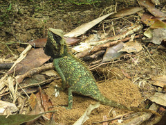 Acanthosaura cardamomensis